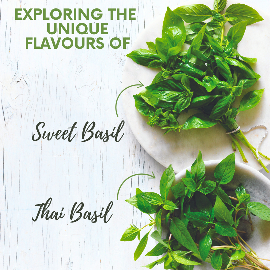 SWEET BASIL THAI BASIL EXPLORING THEIR UNIQUE FLAVOURS