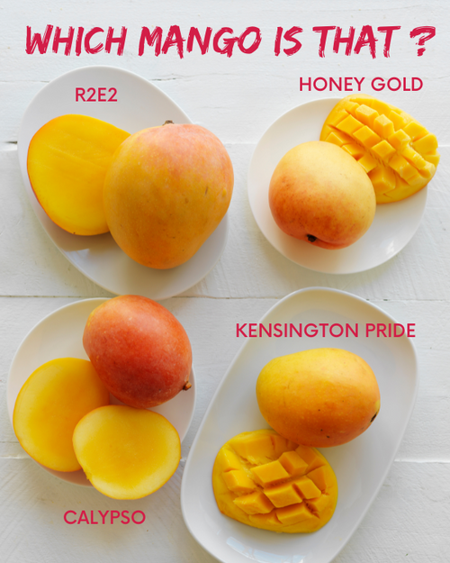 KNOW YOUR MANGOES