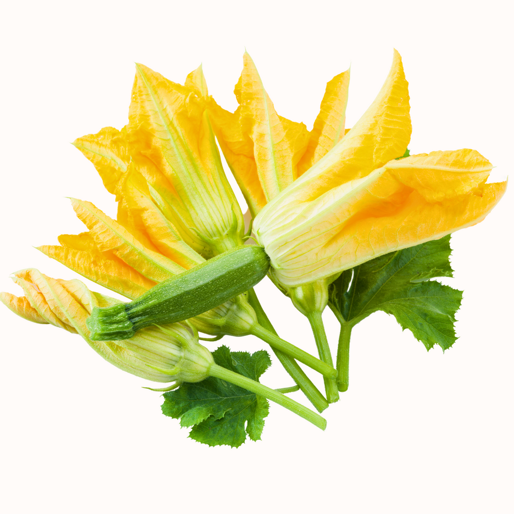 EXPLORING ZUCCHINI FLOWERS: FRESHNESS AND FLAVOUR